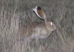 Lepus callotis