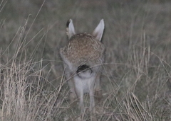 Lepus callotis