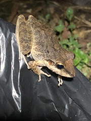 Pristimantis fenestratus