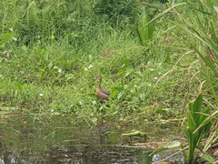Dendrocygna javanica