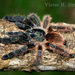Psalmopoeus - Photo (c) victor_jimenez_arcos, some rights reserved (CC BY-NC-ND), uploaded by victor_jimenez_arcos