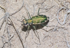Ellipsoptera marutha