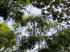 Pteropus giganteus