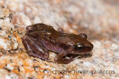 Eleutherodactylus pipilans