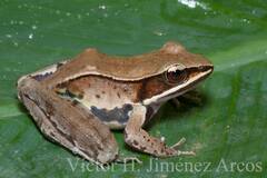 Lithobates sierramadrensis