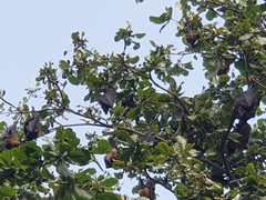 Pteropus giganteus