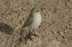 Emarginata tractrac