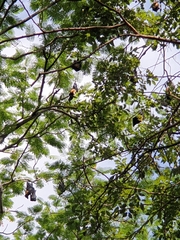 Pteropus giganteus