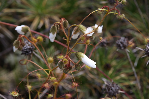 Drosera macrantha