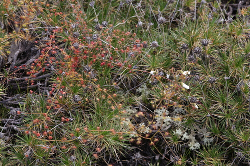 Drosera macrantha