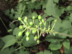 Actaea asiatica