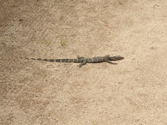 Varanus salvator salvator