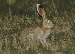 Lepus callotis