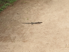 Varanus salvator salvator