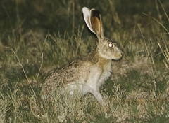 Lepus callotis