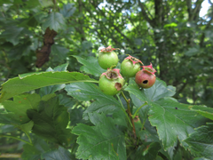 Crataegus pinnatifida