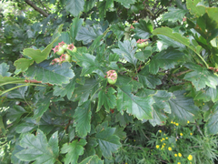Crataegus pinnatifida
