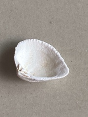 Anomalodiscus squamosus