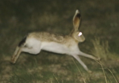 Lepus callotis