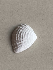 Anomalodiscus squamosus