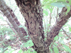Rhamnus davurica
