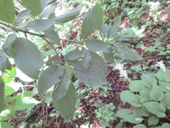 Rhamnus davurica