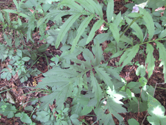 Serratula coronata insularis