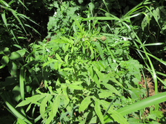 Serratula coronata insularis