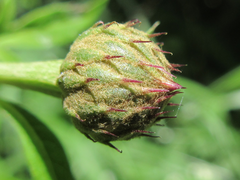 Serratula coronata insularis