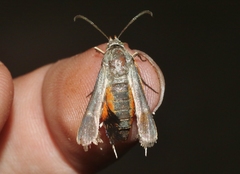 Eichlinia snowii