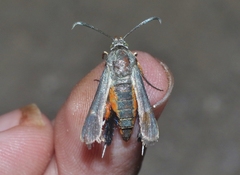 Eichlinia snowii