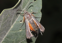 Eichlinia snowii