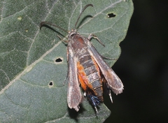 Eichlinia snowii