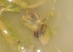 Leptestheria compleximanus