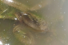 Leptestheria compleximanus