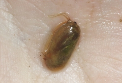 Leptestheria compleximanus