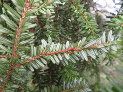 Tsuga diversifolia