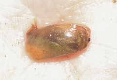 Leptestheria compleximanus