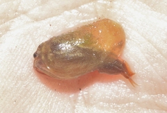 Leptestheria compleximanus