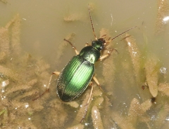 Chlaenius prasinus