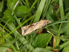 Endothenia quadrimaculana