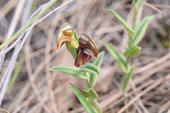 Pterostylis sanguinea