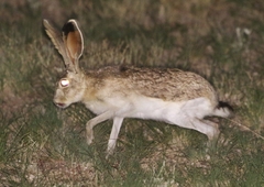 Lepus callotis
