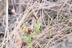 Pterostylis sanguinea