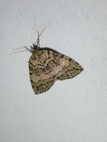 Hydriomena speciosata photo 2