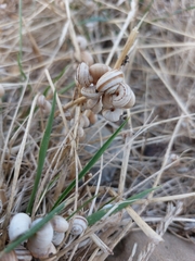 Xeropicta derbentina
