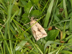 Endothenia quadrimaculana