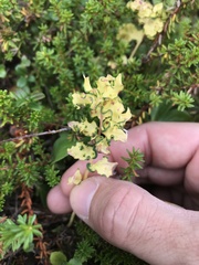 Cronartium comandrae