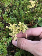 Cronartium comandrae