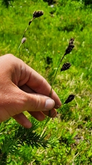 Carex luzulina